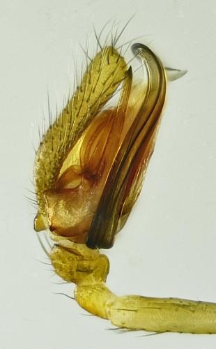 Diplostyla concolor